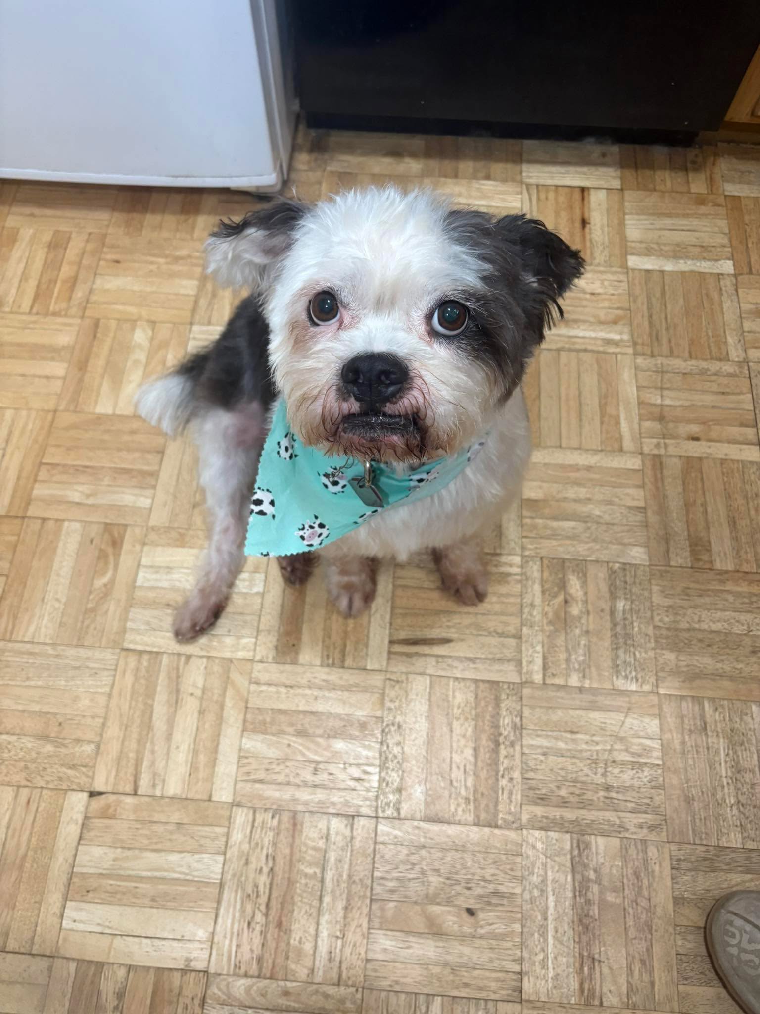 Someone got a hair cut and bath today ❤️